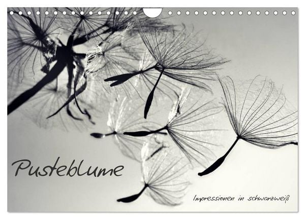 Produktbild: Pusteblume - Impressionen in schwarzwei&szlig; (Wandkalender 2026 DIN A4 quer), CALVENDO Monatskalender