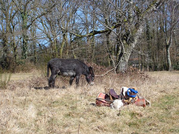 Produktbild: Esel - Wanderungen im Limousin