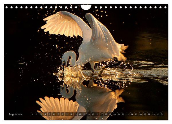 Produktbild: V&Ouml;GEL (Wandkalender 2026 DIN A4 quer), CALVENDO Monatskalender