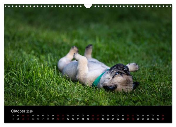 Produktbild: Mopswelpen (Wandkalender 2026 DIN A3 quer), CALVENDO Monatskalender