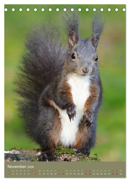 Produktbild: Eichh&ouml;rnchen - zauberhafte Waldbewohner (Tischkalender 2026 DIN A5 hoch), CALVENDO Monatskalender