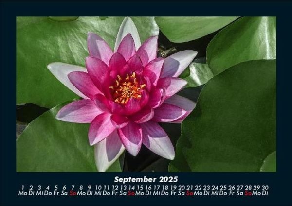 Produktbild: Blumenkalender 2025 Fotokalender DIN A5