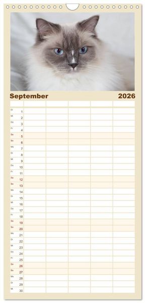 Produktbild: Familienplaner 2026 - Ragdolls mit 5 Spalten (Wandkalender, 21 x 45 cm) CALVENDO