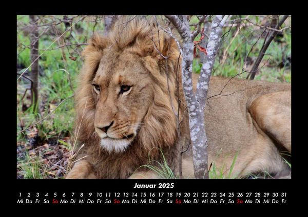Produktbild: L&ouml;wen in der Wildnis 2025 Fotokalender DIN A3