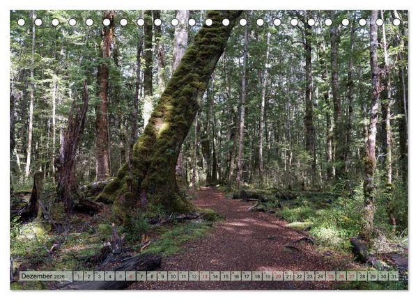Produktbild: Prim&auml;rwald - Neuseeland (Tischkalender 2026 DIN A5 quer), CALVENDO Monatskalender
