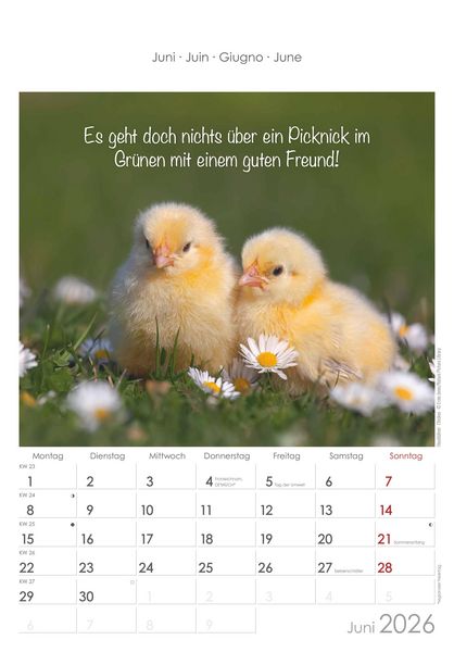 Produktbild: Kleine Freunde 2026 - Bildkalender 23,7x34 cm - Kalender mit Platz für Notizen - mit vielen Zusatzinformationen - Wandkalender - Alpha Edition