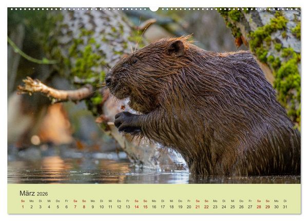Produktbild: Faszination Biber (Wandkalender 2026 DIN A2 quer), CALVENDO Monatskalender