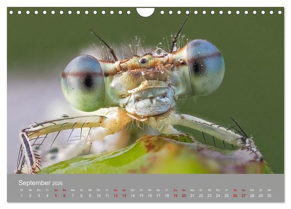 Produktbild: Augen auf - versteckte Tierwelt (Wandkalender 2026 DIN A4 quer), CALVENDO Monatskalender