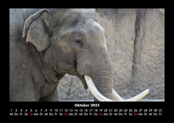 Produktbild: Elefanten Kalender 2025 Fotokalender DIN A3