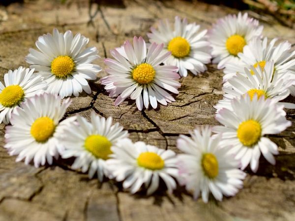 Produktbild: Herz aus Blumen (Puzzle)