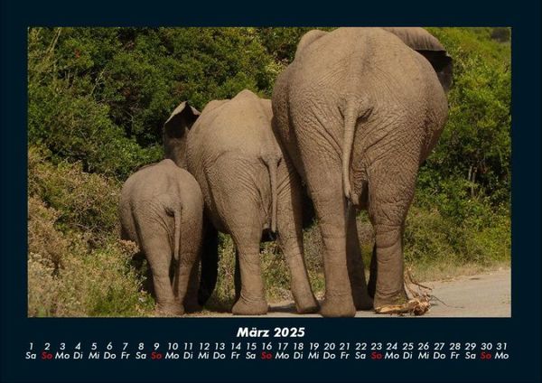 Produktbild: Der Elefantenkalender 2025 Fotokalender DIN A4