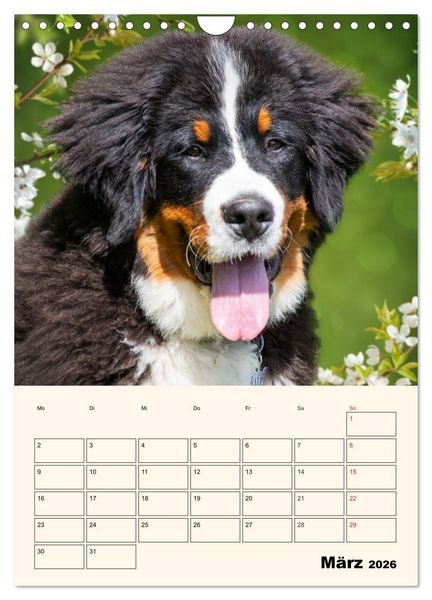 Produktbild: Traumhaft sch&ouml;n - Der Berner Sennenhund (Wandkalender 2026 DIN A4 hoch), CALVENDO Monatskalender