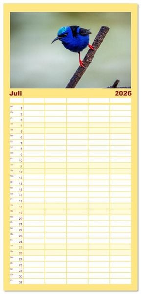 Produktbild: Familienplaner 2026 - Phantastische Vogelwelt Costa Rica mit 5 Spalten (Wandkalender, 21 x 45 cm) CALVENDO