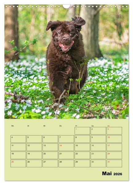 Produktbild: B&auml;rige Freunde - Familienplaner Brauner Neufundl&auml;nder (Wandkalender 2026 DIN A3 hoch), CALVENDO Monatskalender