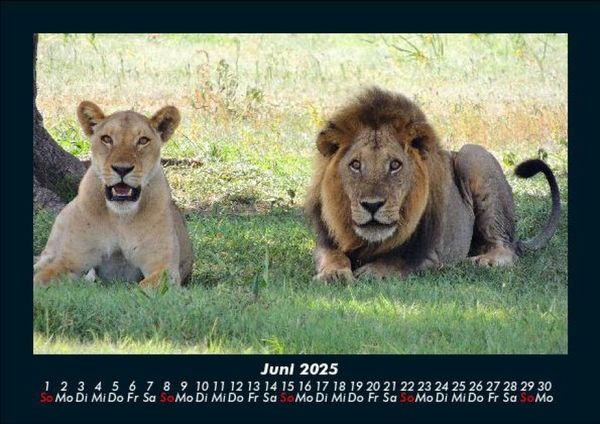 Produktbild: L&ouml;wen in der Wildnis 2025 Fotokalender DIN A5