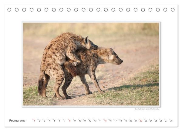 Produktbild: Emotionale Momente: Tierischer Sex. (Tischkalender 2026 DIN A5 quer), CALVENDO Monatskalender