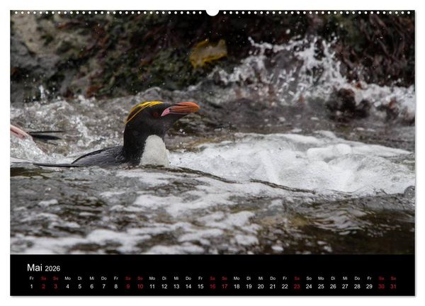 Produktbild: Pinguine - sympathische Fracktr&auml;ger im eisigen S&uuml;den (Wandkalender 2026 DIN A2 quer), CALVENDO Monatskalender