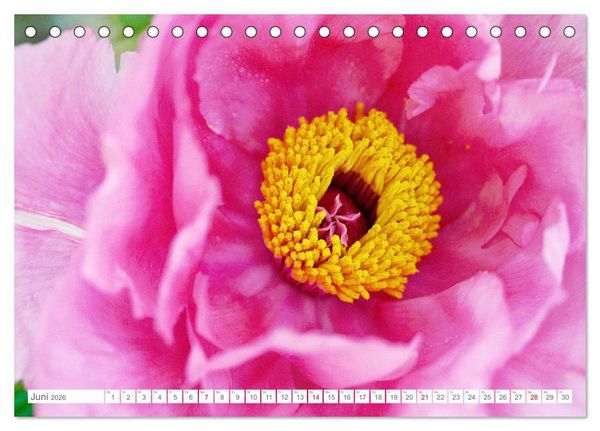 Produktbild: Pfingstrosenbl&uuml;ten (Tischkalender 2026 DIN A5 quer), CALVENDO Monatskalender