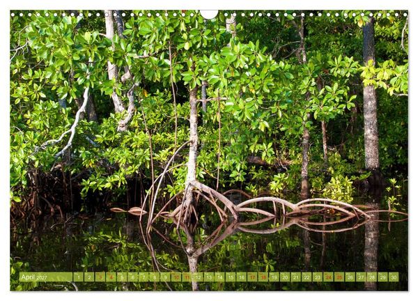 Produktbild: Mangroves - Valuable Habitat (Wall Calendar 2027 DIN A3 landscape), CALVENDO 12 Month Wall Calendar