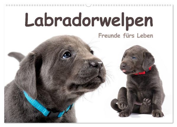 Produktbild: Labradorwelpen - Freunde f&uuml;rs Leben (Wandkalender 2026 DIN A2 quer), CALVENDO Monatskalender