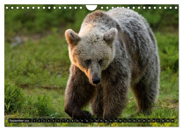 Produktbild: Braunb&auml;ren in Europa (Wandkalender 2026 DIN A4 quer), CALVENDO Monatskalender