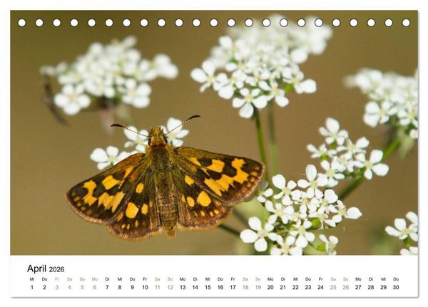 Produktbild: Einblick-Natur: Finnland nat&uuml;rlich (Tischkalender 2026 DIN A5 quer), CALVENDO Monatskalender
