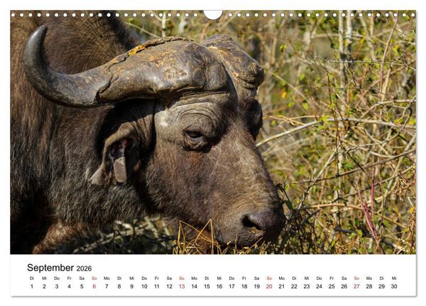 Produktbild: S&uuml;dafrika - Eine beeindruckende Tierwelt (Wandkalender 2026 DIN A3 quer), CALVENDO Monatskalender