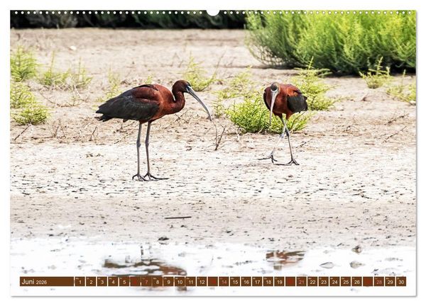 Produktbild: Die Vogelwelt der Camargue (hochwertiger Premium Wandkalender 2026 DIN A2 quer), Kunstdruck in Hochglanz