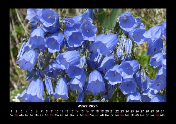 Produktbild: Blumentr&auml;ume 2025 Fotokalender DIN A3