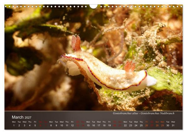 Produktbild: Nudibranchs on the ocean floor (Wall Calendar 2027 DIN A3 landscape), CALVENDO 12 Month Wall Calendar