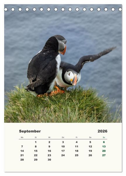 Produktbild: Papageientaucher in Island (Tischkalender 2026 DIN A5 hoch), CALVENDO Monatskalender