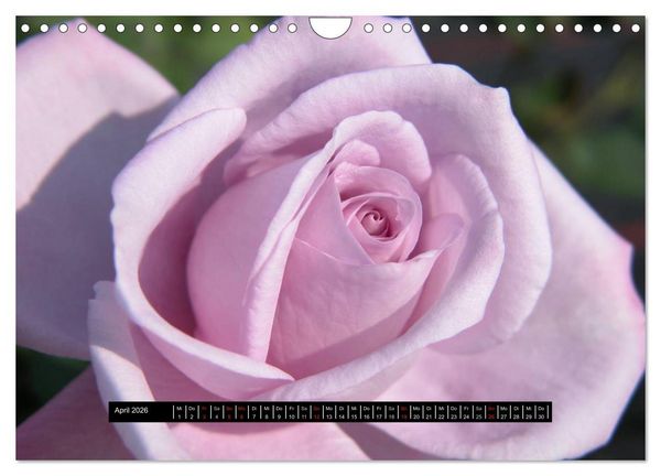 Produktbild: Rosen - Parade (Wandkalender 2026 DIN A4 quer), CALVENDO Monatskalender