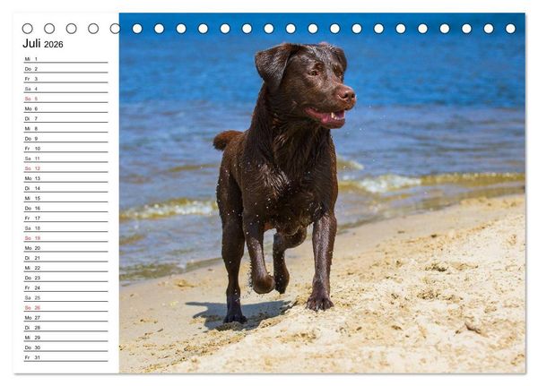 Produktbild: Labrador Retriever - Freunde f&uuml;r&acute;s Leben (Tischkalender 2026 DIN A5 quer), CALVENDO Monatskalender