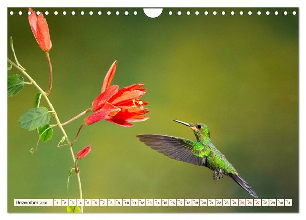 Produktbild: Costa Rica - Farben des Regenwaldes (Wandkalender 2026 DIN A4 quer), CALVENDO Monatskalender