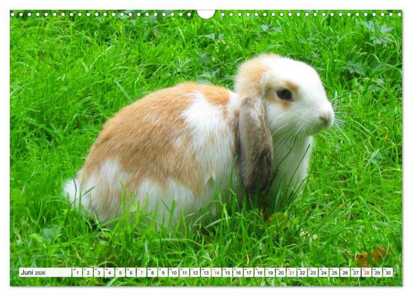 Produktbild: Kaninchen und Hasen (Wandkalender 2026 DIN A3 quer), CALVENDO Monatskalender