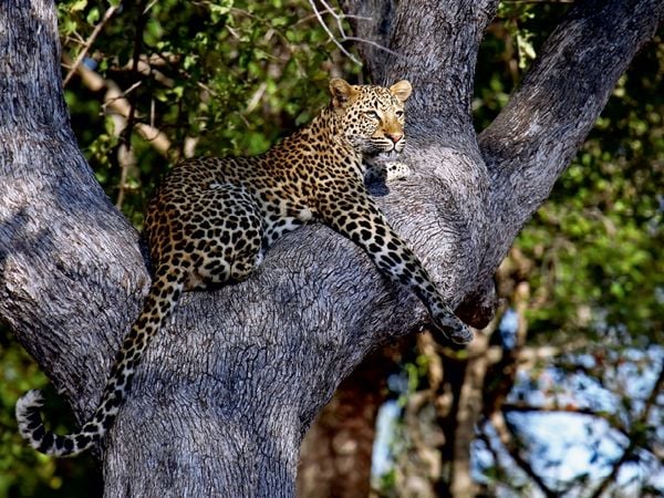 Produktbild: CALVENDO Puzzle Leopard im Baum, Afrika | 1000 Teile Lege-Gr&ouml;&szlig;e 64x48cm Foto-Puzzle f&uuml;r gl&uuml;ckliche Stunden
