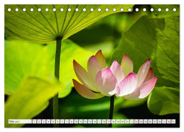 Produktbild: Trauminseln der Welt - Mauritius (Tischkalender 2027 DIN A5 quer), CALVENDO Monatskalender