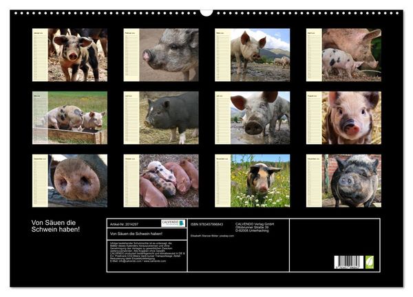 Produktbild: Von S&auml;uen die Schwein haben! (Wandkalender 2026 DIN A2 quer), CALVENDO Monatskalender