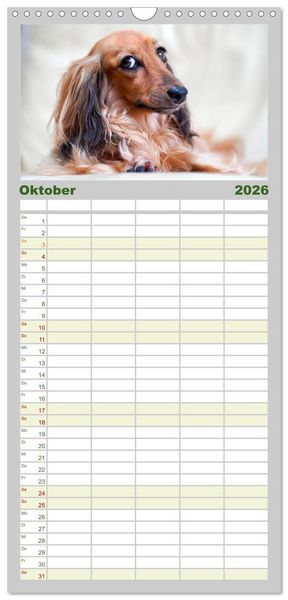 Produktbild: Familienplaner 2026 - Dackelblicke - Lassen Herzen erw&auml;rmen. mit 5 Spalten (Wandkalender, 21 x 45 cm) CALVENDO
