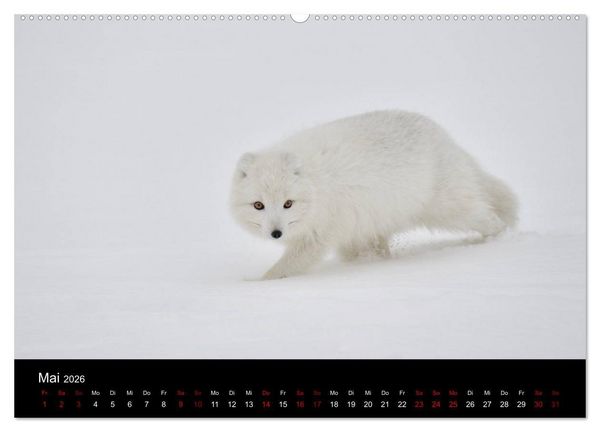Produktbild: Polarfuchsstudien Wildlife (hochwertiger Premium Wandkalender 2026 DIN A2 quer), Kunstdruck in Hochglanz
