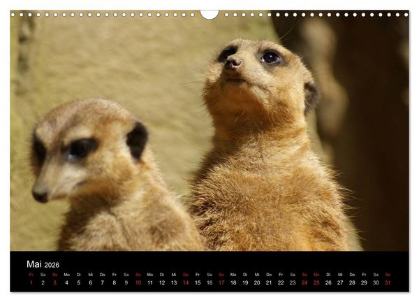 Produktbild: Erdm&auml;nnchen &ndash; Zusammen sind wir stark (Wandkalender 2026 DIN A3 quer), CALVENDO Monatskalender
