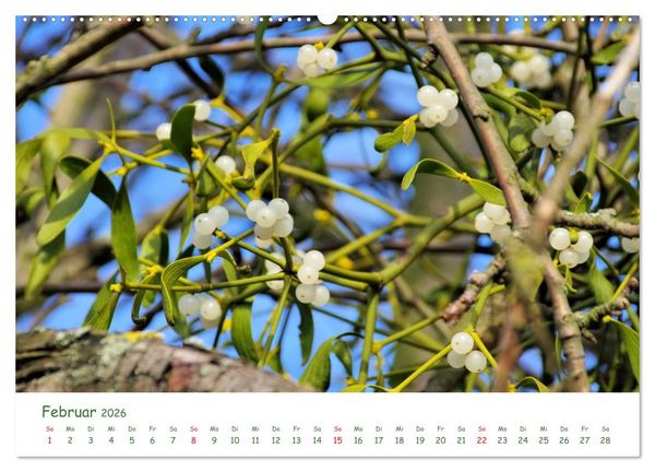 Produktbild: Arzneipflanzen (hochwertiger Premium Wandkalender 2026 DIN A2 quer), Kunstdruck in Hochglanz