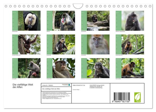 Produktbild: Die vielf&auml;ltige Welt der Affen (Wandkalender 2026 DIN A4 quer), CALVENDO Monatskalender