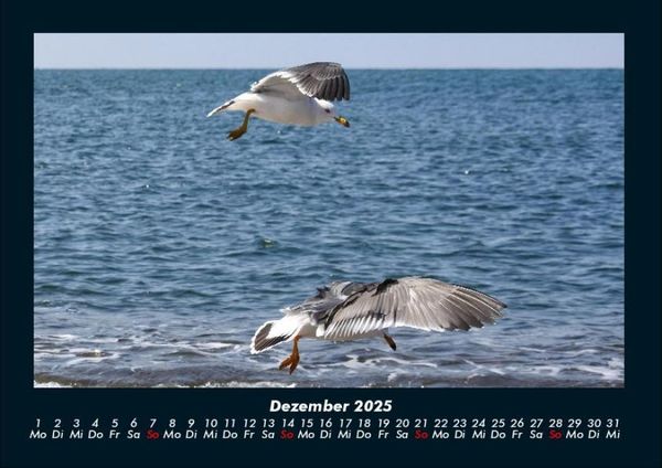 Produktbild: M&ouml;wen 2025 Fotokalender DIN A4