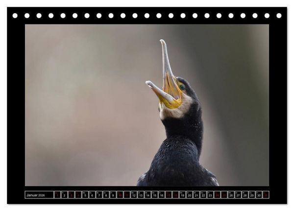 Produktbild: Niederrheinische Vogelwelt (Tischkalender 2026 DIN A5 quer), CALVENDO Monatskalender