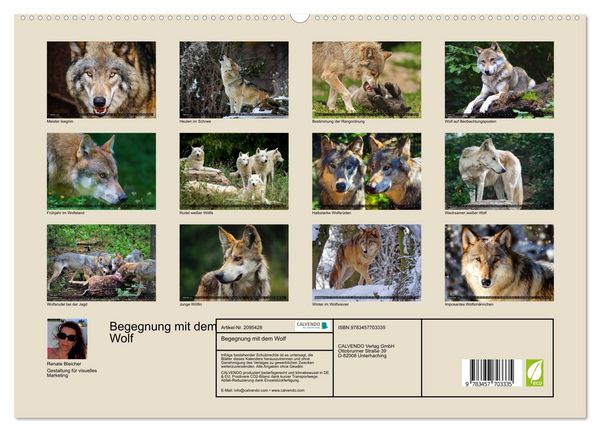 Produktbild: Begegnung mit dem Wolf (hochwertiger Premium Wandkalender 2026 DIN A2 quer), Kunstdruck in Hochglanz