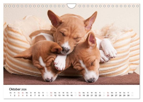 Produktbild: Bezaubernde Basenji-Welpen (Wandkalender 2026 DIN A4 quer), CALVENDO Monatskalender