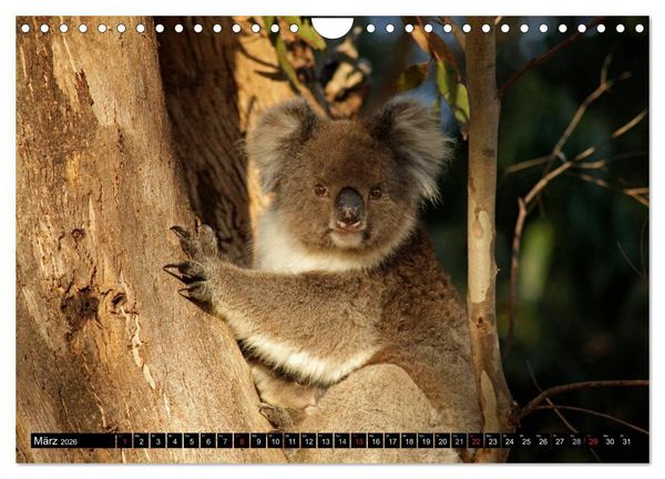 Produktbild: Kangaroo Island (Wandkalender 2026 DIN A4 quer), CALVENDO Monatskalender