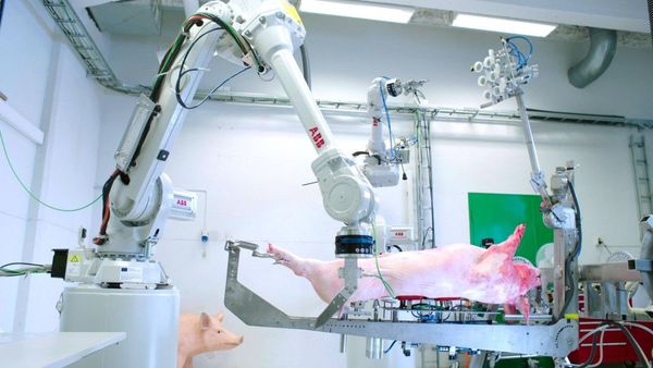 Produktbild: Wir und das Tier - Ein Schlachthausmelodram