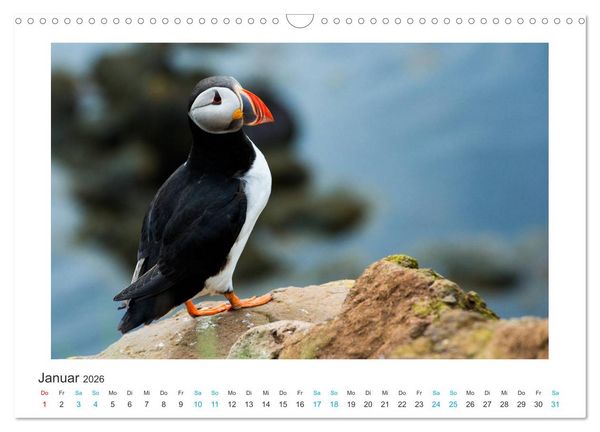 Produktbild: PAPAGEIENTAUCHER - Clowns der Nordmeere (Wandkalender 2026 DIN A3 quer), CALVENDO Monatskalender